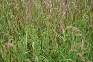 texture of summer grass as background, brown spikelets of field cereals as background, dried meadow grass