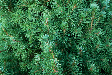 Natural background of evergreen spruce branches, closeup. Young pine with green needles for branding, calendar, postcard, screensaver, wallpaper, poster, banner, cover, website. High quality photo