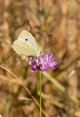 Macro of a cabbage white, pieris rapae, butterfly with blurred bokeh background.