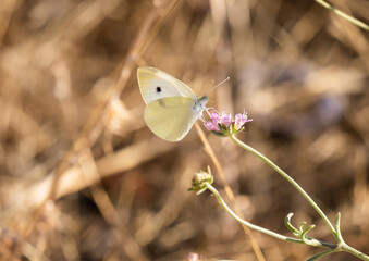 Macro of a cabbage white, pieris rapae, butterfly with blurred bokeh background.