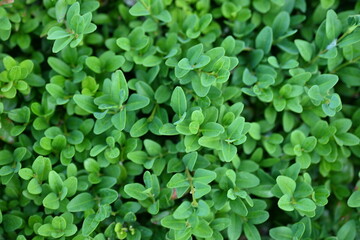 green boxwood branches as a background close-up, macro texture of boxwood leaves 