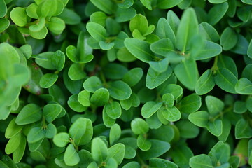 
Texture of sumac leaves as a background, eco-friendly, close-up of a living hedge