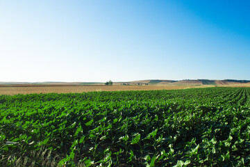 Fototapeta na wymiar green field, panoramic view, Farming, harvest and agriculture.
