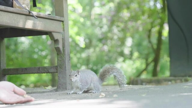 Small lone grey squirrel watching food and waiting near someone&rsquo;s hand