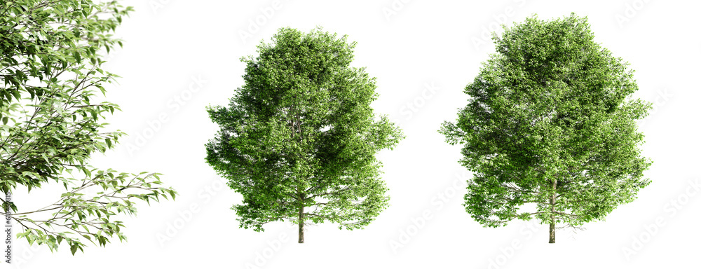 Aufkleber American hornbeam tree isolated on transparent background and selective focus close-up. 3D render.