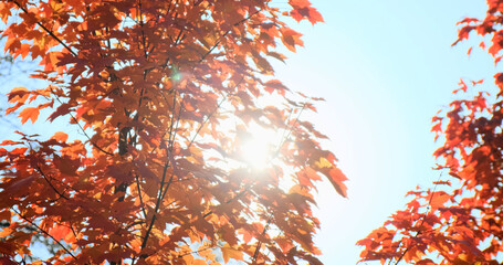 Orange maple forest in autumn morning sunlight on blue sky. Sun rays break through bright orange-red maples branch, leaves in fall. Sunbeam in sunny nature. Colorful foliage in sun light
