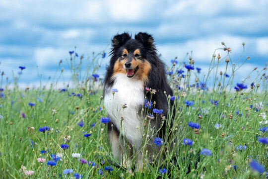 Cute black white shetland sheepdog, sheltie sitting outdoors on a field of cornflowers and ripened yellow wheat. Adorable small collie, little lassie portrait in summer time with blue sky and harvest
