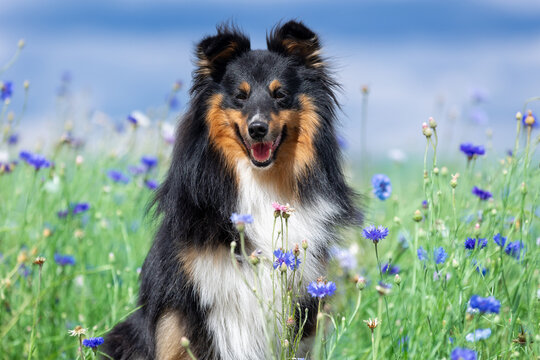 Cute black white shetland sheepdog, sheltie sitting outdoors on a field of cornflowers and ripened yellow wheat. Adorable small collie, little lassie portrait in summer time with blue sky and harvest