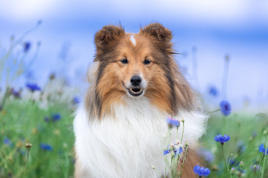 Cute sable white shetland sheepdog, sheltie sitting outdoors on a field of cornflowers and ripened yellow wheat. Adorable small collie, little lassie portrait in summer time with blue sky and harvest