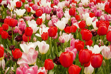 Colorful tulips grow and bloom. Field of colorful bloom tulips in botanical park.