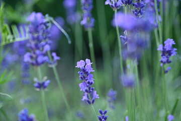 Lavender field in close-up.
Violet lavender flowers on a green background.
Blue lavender flowers on a green background.
