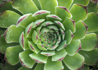 Echeveria plant. Cactus plant wallpaper. Succulent cactus patterns.Close up of greeny cactus leaves. Top view image of succulent bloom. Tidewater green background