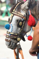 close up of a horse in turkey