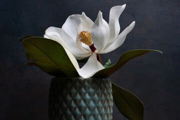 Vaso con delicati e profumati fiori di magnolia recisi, still-life su fondo scuro.