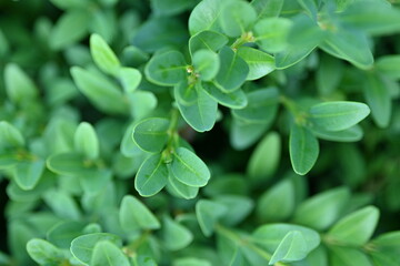 Mature boxwood branches, green boxwood leaves close-up,  Close-up of green persimmon leaves, natural background, sustainable development concept