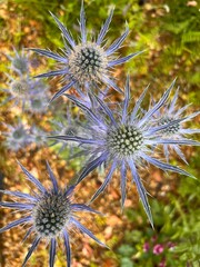 Close up of eryngium plant the Sea Holly flower heads growing in gravel mediterranean bed with beautiful blue dry spiky petal tops and blue stems with garden greenery background flat lay view Summer