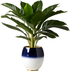vase decoration plant planted in a pot on a white png background