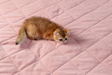 British breed kitten on a pink background.
