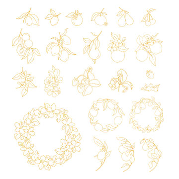 Vector set of fruits, flowers and leaves Illustration