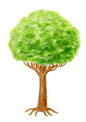 Green tree. Hand drawn watercolor painting.