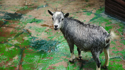Goat on the farm/Baby goat looking sideways.\This baby goat's fur is wet.