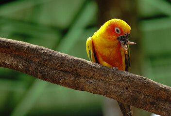 Red and yellow parrot\A small parrot cleans the body.