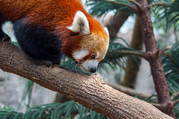 A photo of Red Panda also known as lesser panda in captive setting.