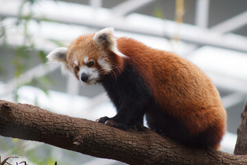 A photo of Red Panda also known as lesser panda in captive setting.