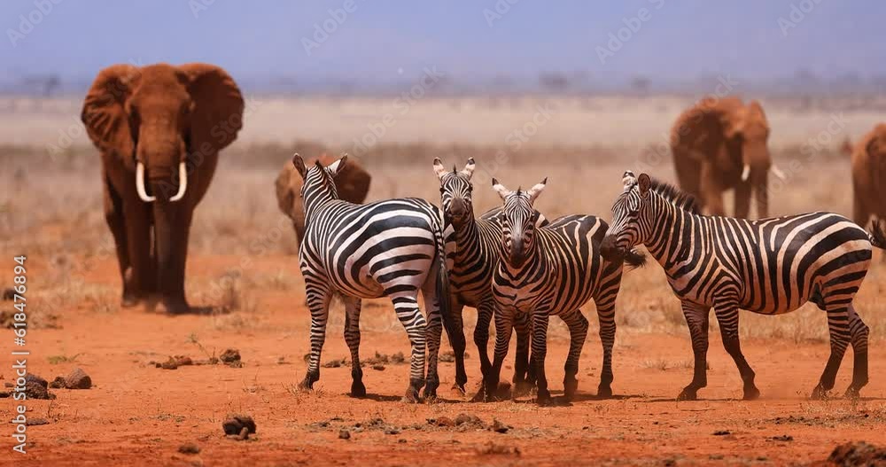 Canvas Prints a zebra family are resting in the savannah in kenya