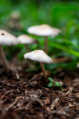 ©Jones Souza Photography