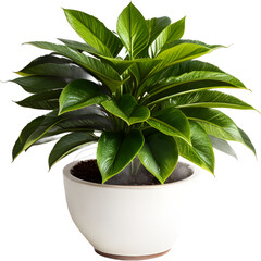 vase decoration plant planted in a pot on a white png background