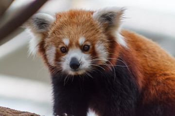 A photo of Red Panda also known as lesser panda in captive setting.