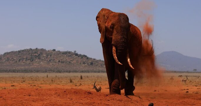 An elephant throws dust in the savannah