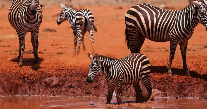 A family of zebra drink water in the savannah in Kenya