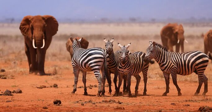 A zebra family are resting in the savannah in Kenya