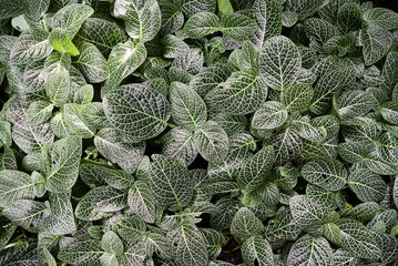 Fittonia albivenis blooming beautifully in summer in the garden.