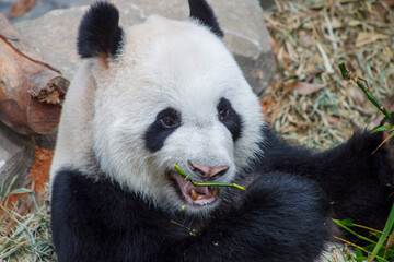 Obraz premium A photo of Giant Panda in captive setting.