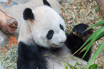 Obraz premium A photo of Giant Panda in captive setting.