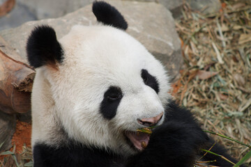 Obraz premium A photo of Giant Panda in captive setting.