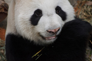 A photo of Giant Panda in captive setting.