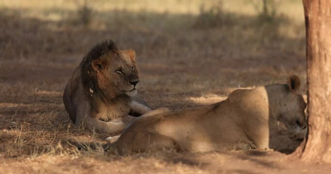 A male lion is resting in the savannah