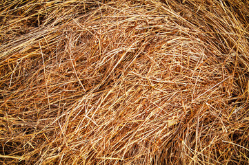 Dry hay as a texture