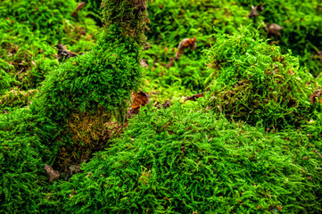 Green fluffy moss in the forest