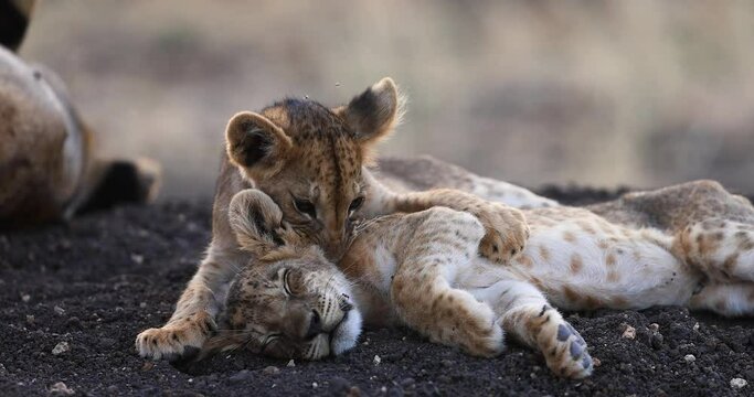 Two young baby lions are playing in the savannah