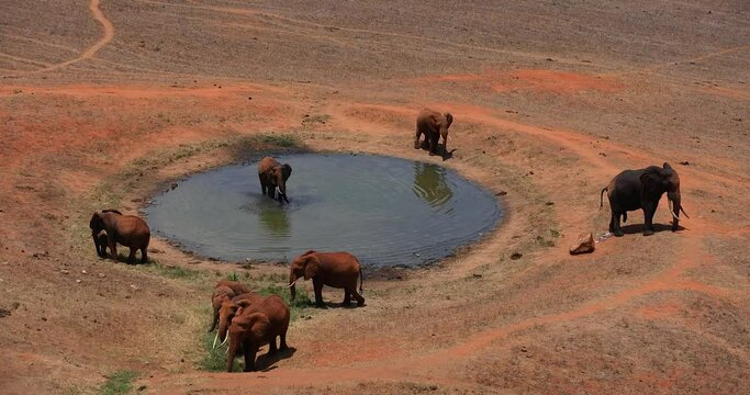 Elephants walk near a waterhole