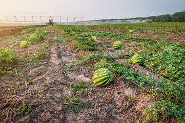 Organic watermelon plantation and watering machine