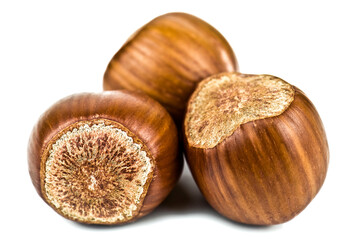 Ripe hazelnut seeds on white background