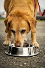 Pies rasy labrador spożywa karmę z miski, pionowy kadr. 