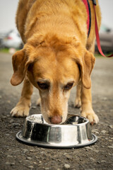 Pies rasy labrador spożywa karmę z miski, pionowy kadr. 