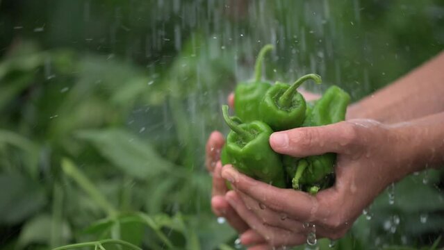 Hand washing green padron peppers in palms under shower of water on farm. Background of green plants. Slow motion video at 120 fps. Codek Apple ProRes 422. High quality FullHD footage.